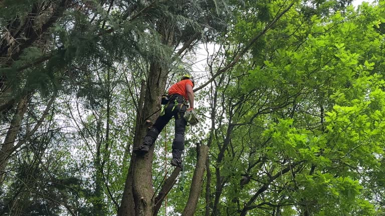 Best Palm Tree Trimming  in Holtville, CA